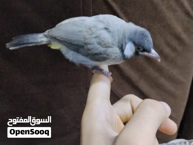 بلابل محميه ابو خصيب بلابل راويه او نضيفه او حلوه كل نقص ما بيهن ماكني ابو خصيب طريق صحراء شراي خاص.