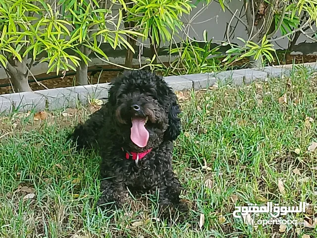 Poodle 9 month old male very friendly and good for kids and families