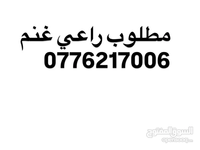 مطلوب راعي