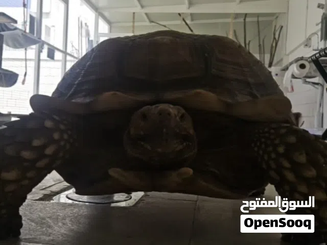 سلحفاة سولكاتا العملاقة وهي ثالث أكبر نوع من السلاحف البرية في العالم انثى 14 سنه