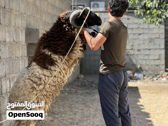 متوفر ضحيه للبيع الوزن الله يبارك المكان طرابلس للأستفسار عبر الهاتف