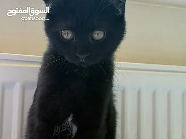 سكوتش فولد بيور مطعم لون نادر جدا للبيع