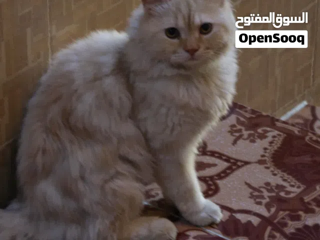 شيرازي ذكر