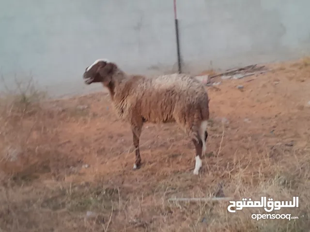 فطيمه وطنيه الله يبارك عمرها ف7شهور محصنه وسليمه من العيوب والامراض متع تربيه او اضحيه بادن الله