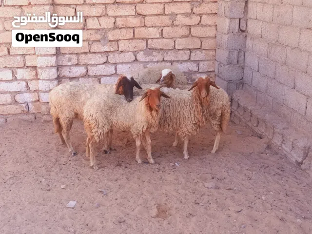 5 نعاج رب يبارك متع مقرسة