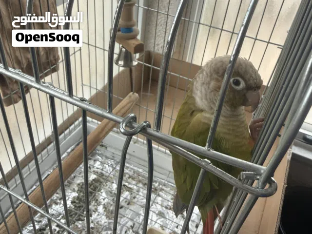 ببغاء كونيور خدّ أخضر مع القفص والألعاب