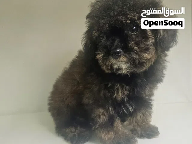 toy poodel chocolate phantom توي بودل شوكلت فانتوم