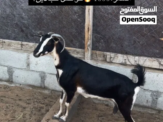 للبيع عنز شوفو الوصف