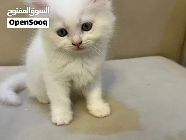 قطة صغيرة للبيع
