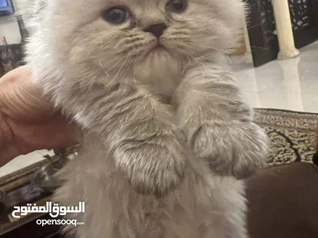 سكوتش فولد لونج هير انثى عمر 55 يوم