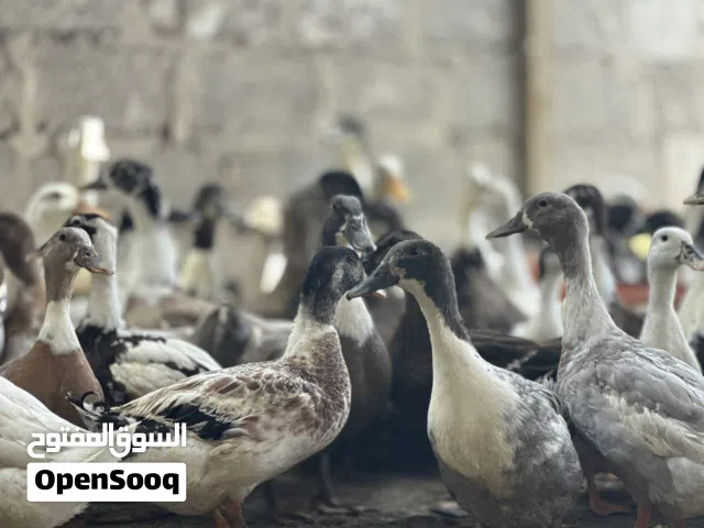 Ducks Eggs laying / بط بيّاض