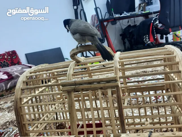 بلبل فحل ربه للبيع