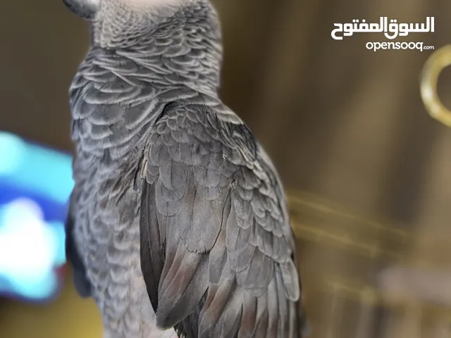 الي يحب المميز فرخ كاسيكو طفرة حمراء