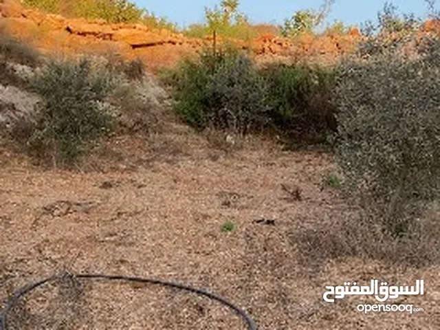 ارض في قربه النبي الياس