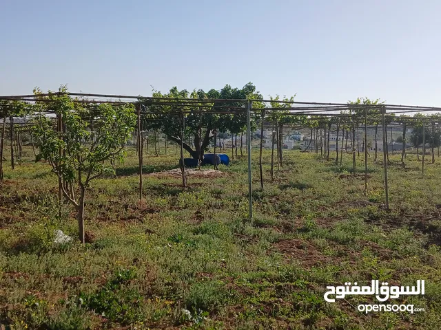 حديد معرش عنب للبيع قواعد اربع رؤوس