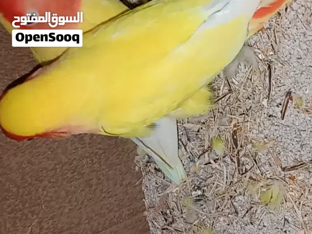 بيع ببغاء روز