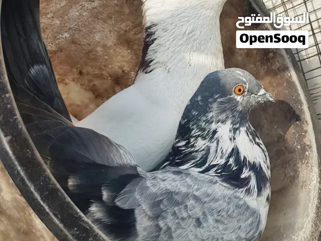 حمام 3 تكوك + قفص