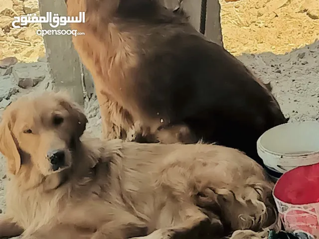 جولدن ريتريفر ذكر وأنثى للبيع عمر مناسب وسلوك ممتاز صحة ممتازة وجاهزين للتربية المنزلية