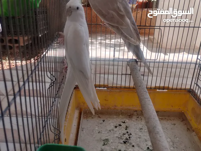 جوز كوكتيل ع الأول بالصلاة على النبي