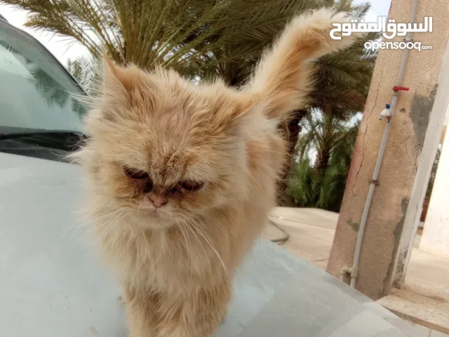 قط فارسي العمر تلاته اشهر قط ناشط  سعر بيع 190