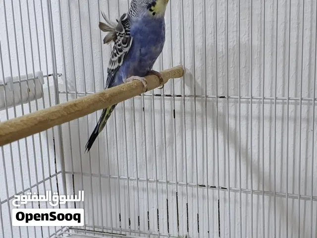 متاح فحل هاجرمو مخلف بداية جهوزية تركيبه ريبمو لون بنفسجي