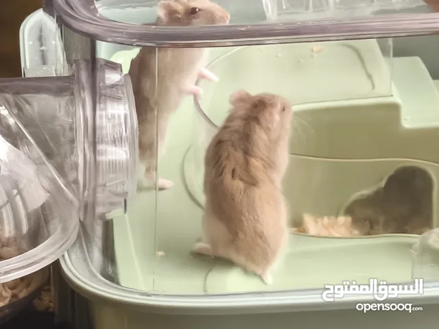 .هامستر عدد 2 لون ذهبي عيون حمراء مع قفص كبير وكيس نشارة خشب وكيس طعام في حالة جيدة جدا لعوبين جدا.