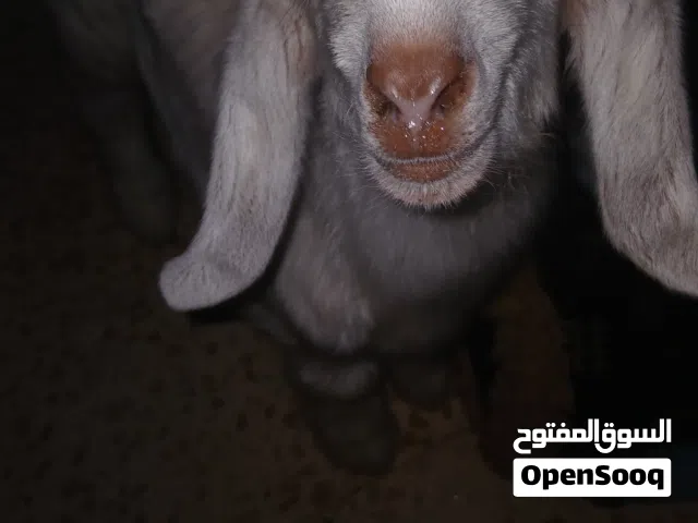 صخله عمر شهر لبيع في رصيفه جبل شمالي سعر 50 من لاخر لاخر بصلاه على نبي لا يوجد توصيل تواصل واتس أو س