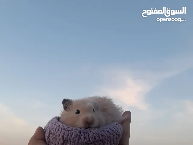 هامستر سوري للبيع