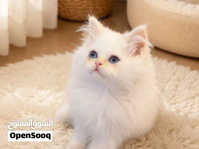 هملايا بيور