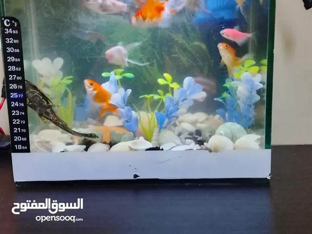 حوض سمك مع فلتر وضوء بدون الاسماك يتم البيع بعد العيد