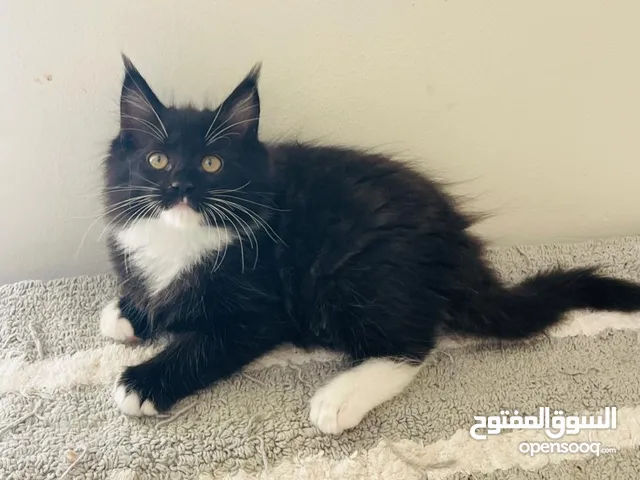 mainecoon ragdoll mix male kitten available