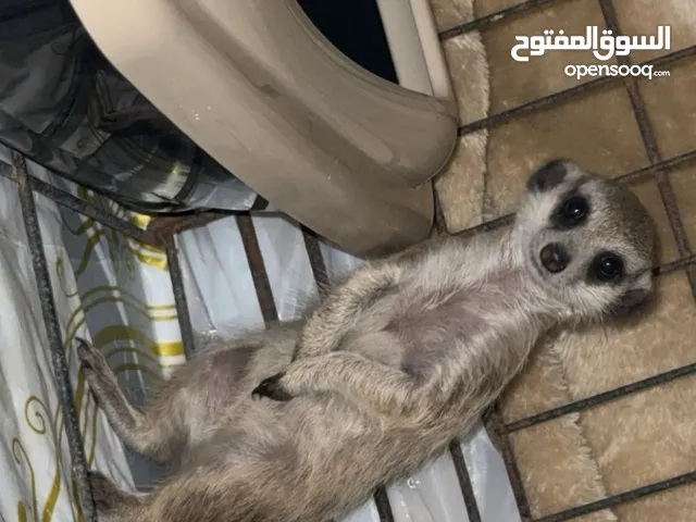 تيمون ميركات meerkat انثى العمر شهرين قابل friendly meerkat 2 months oldللتفاوض