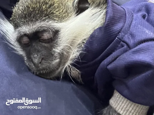 نسناس عبلانجي للبيع عمره 8 شهور