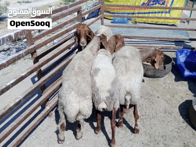 نبدأ بابصلاة على النبي  عروووض حتى نفاذ الكمية يوجد حلال اغنام بلدي عقائق - نذر -فدوة -لجميع المناسب