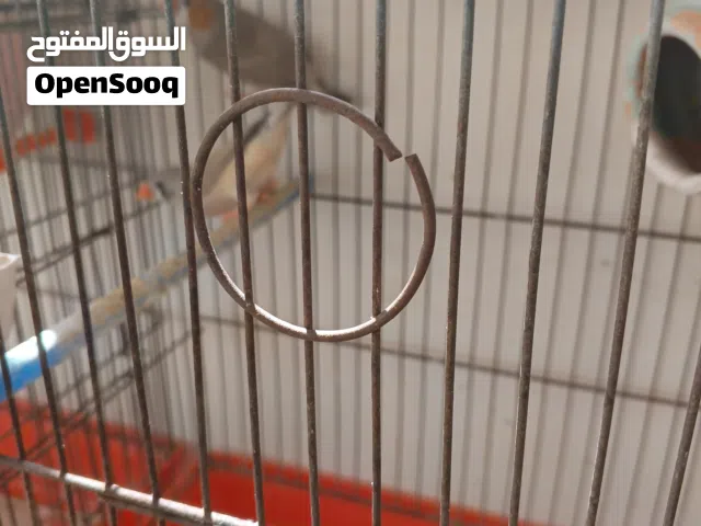 5 كوبيات زيبرا