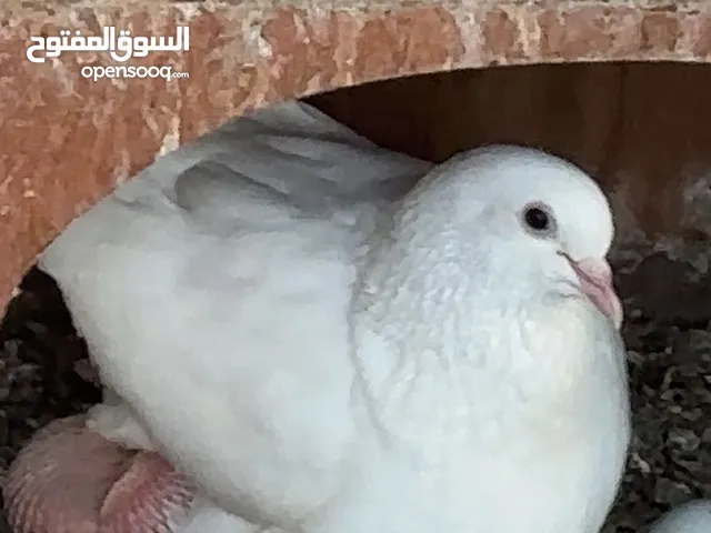 لاحم سوبر جامبو