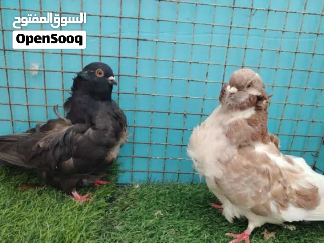 زوج كشكي منتج