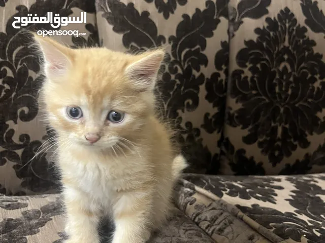 قطط للتبني