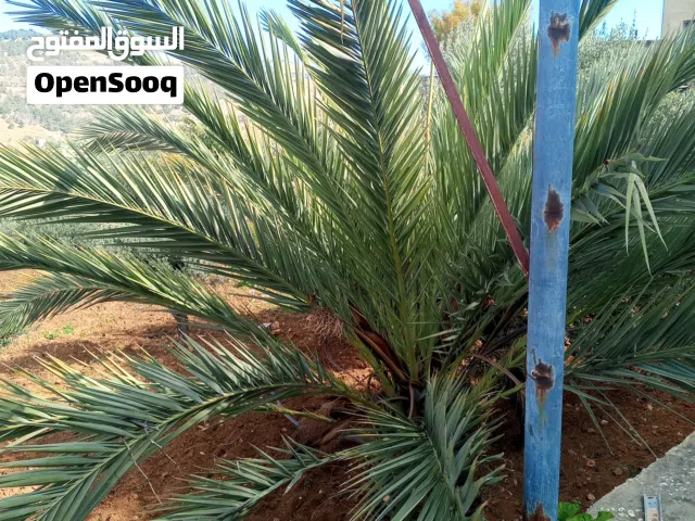 شجرة نخيل ذكر