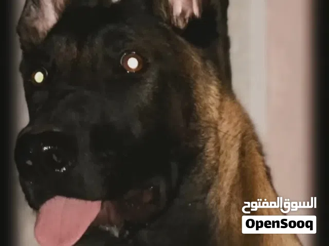 مطلوب ببغاء دره ولا كوكير
