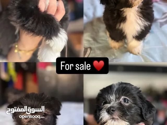 كلاب شيتزو بيور عمرهم 55 يوم نضاف جداً بيعملو تويليت على البادز او البلكونه