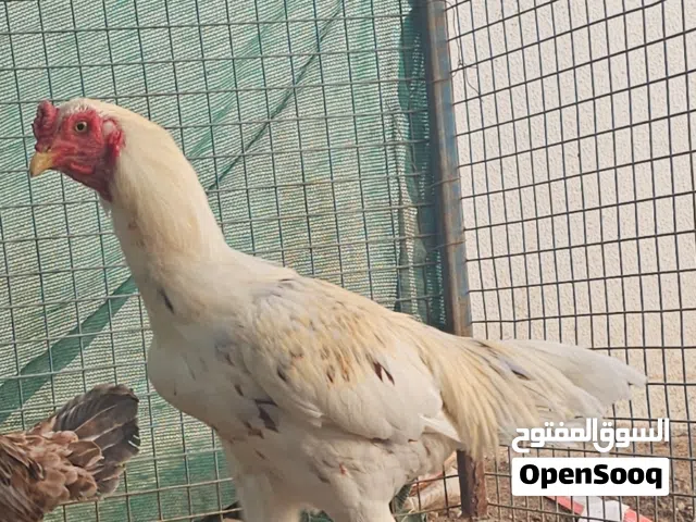 دجاج باكستانيات للبيع  ديك ذكر ودجاجه انثى