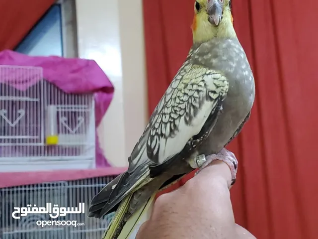كوكتيلات الليفه تبارك الله