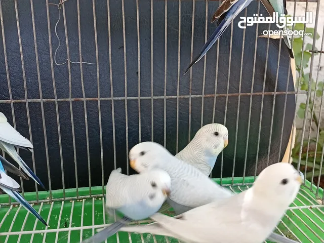 10 طيور حب طفرات جميله ونادرة تبارك الله