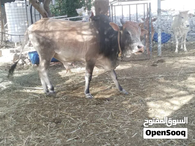 ثور للبيع بسعر مغري