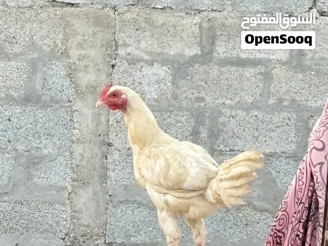 دياكه عمانيات