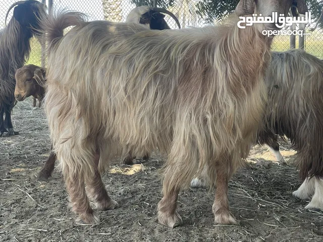 هوش عشر وحده تحتها صخله