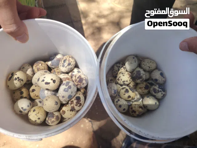 بيض فري ،السمان السلوى  متوفر بيض فري مخصب للتفقيس او للمائدة موجود 220 بيضة  او للطلب يومي