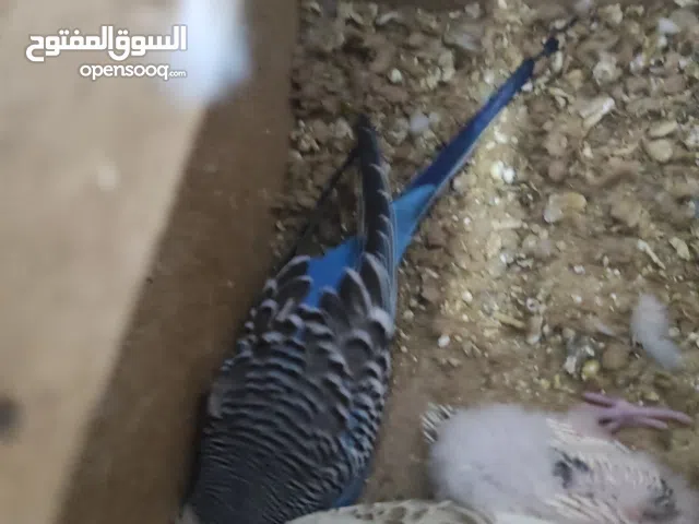 جوز عصافير حب للبيع معهم فرخ