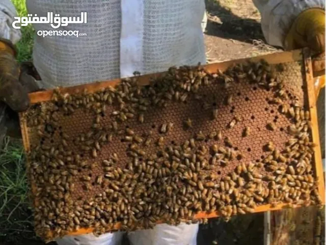 نحل عسل للبيع